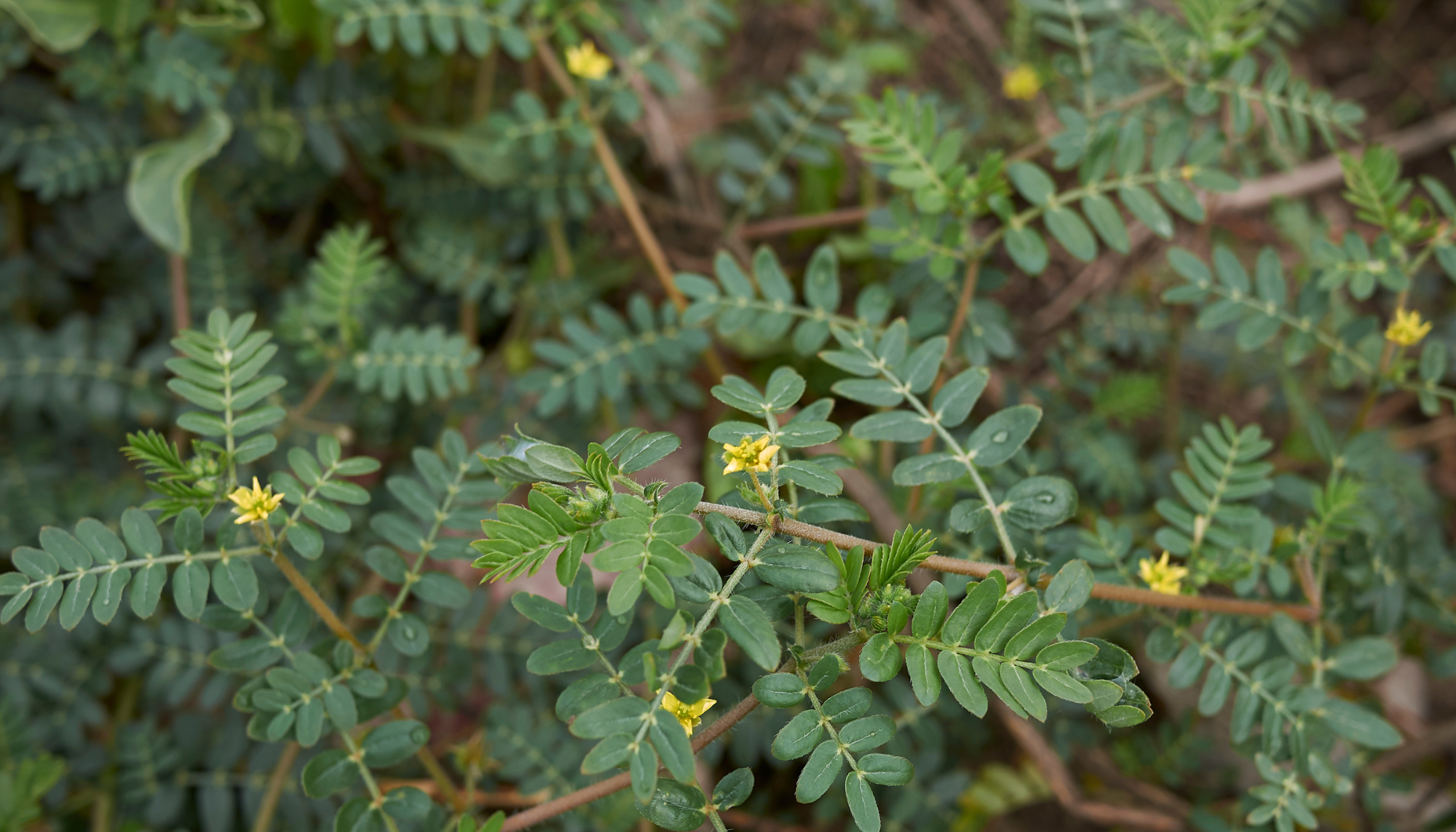 Unveiling the Power of Tribulus: A Comprehensive Guide to Benefits