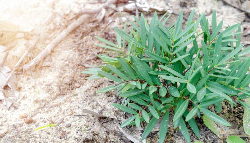 Unveiling the Power of Tongkat Ali: Nature's Wellness Elixir