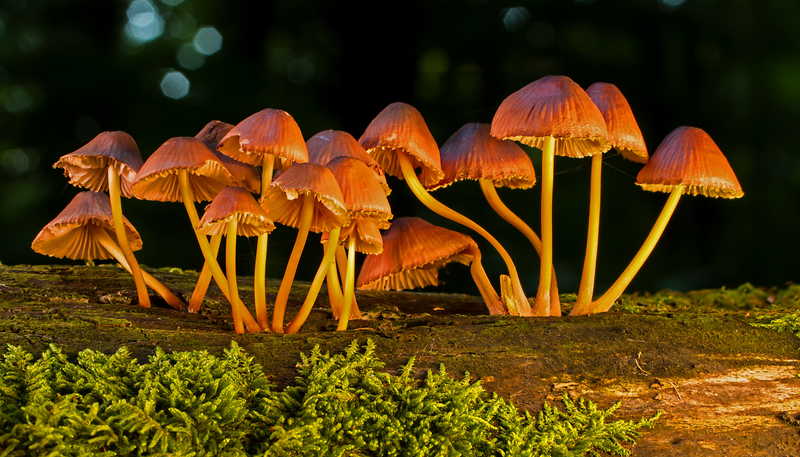 Unveiling the Healing Power of Turkey Tail: A Comprehensive Guide to Benefits