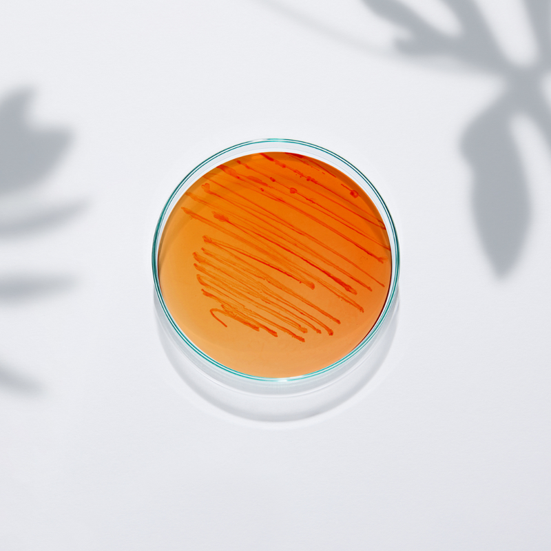 Thorne Bacillus Coagulans - Nutrition Capital